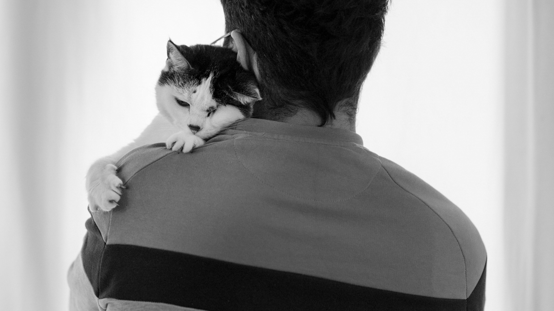 Une personne vue de dos, tenant un chat noir et blanc sur son épaule. Le chat regarde loin de l'appareil photo.